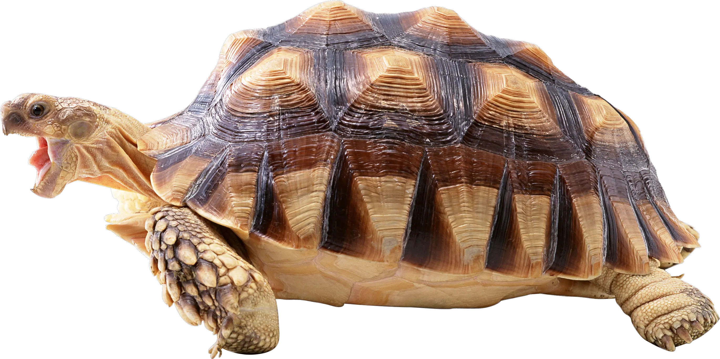 Turtle Png Images Free Download High Resolution Tortoise Images Hd Tortoise Png