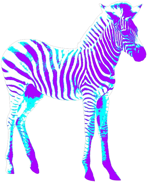 Zebra Colorful Art Zebra Png Zebra Png