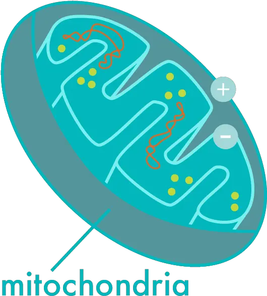 Holi Pichkari Clipart Png Graphic Design Mitochondria Png