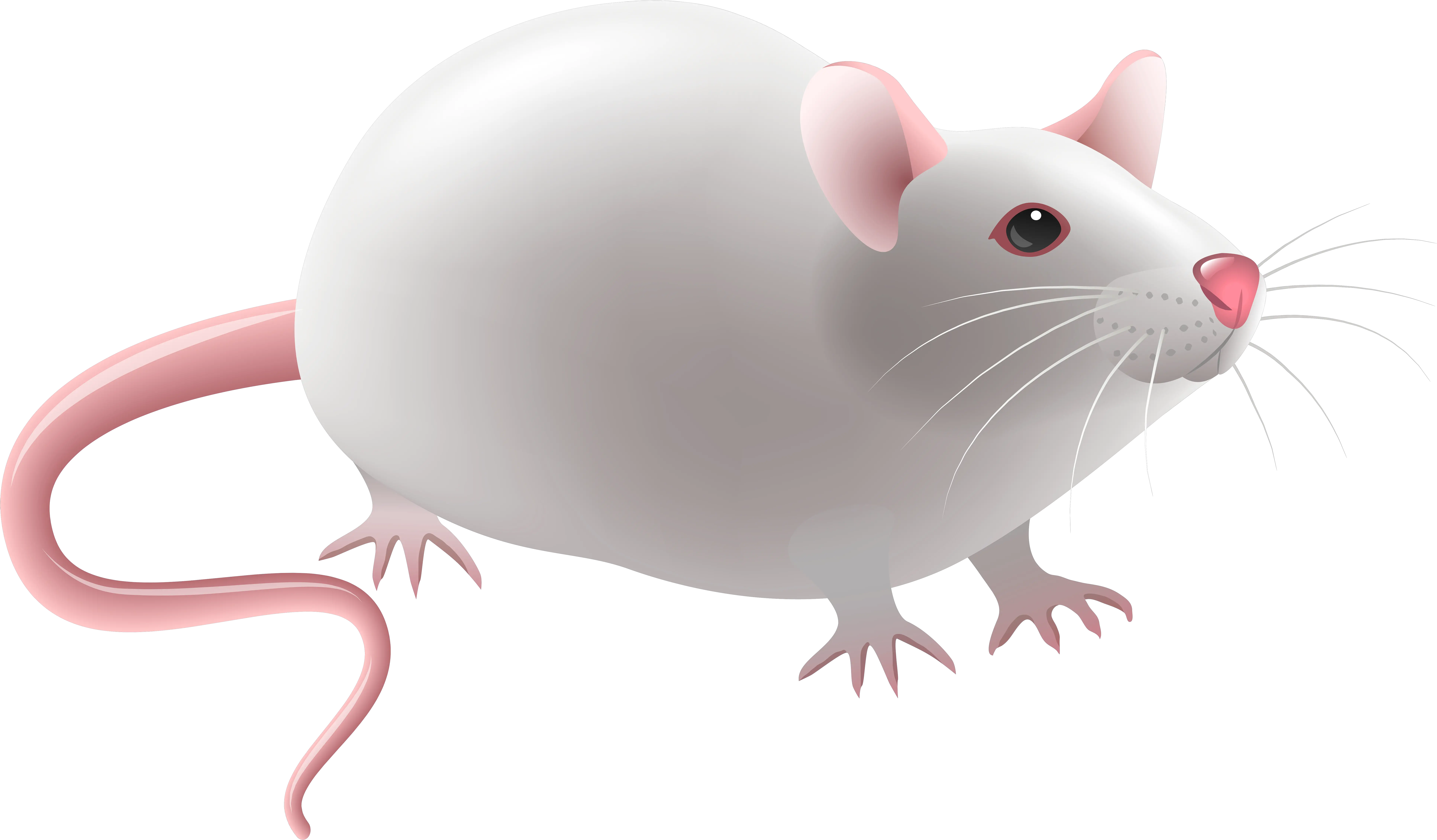 Rat Png Clipart Transparent