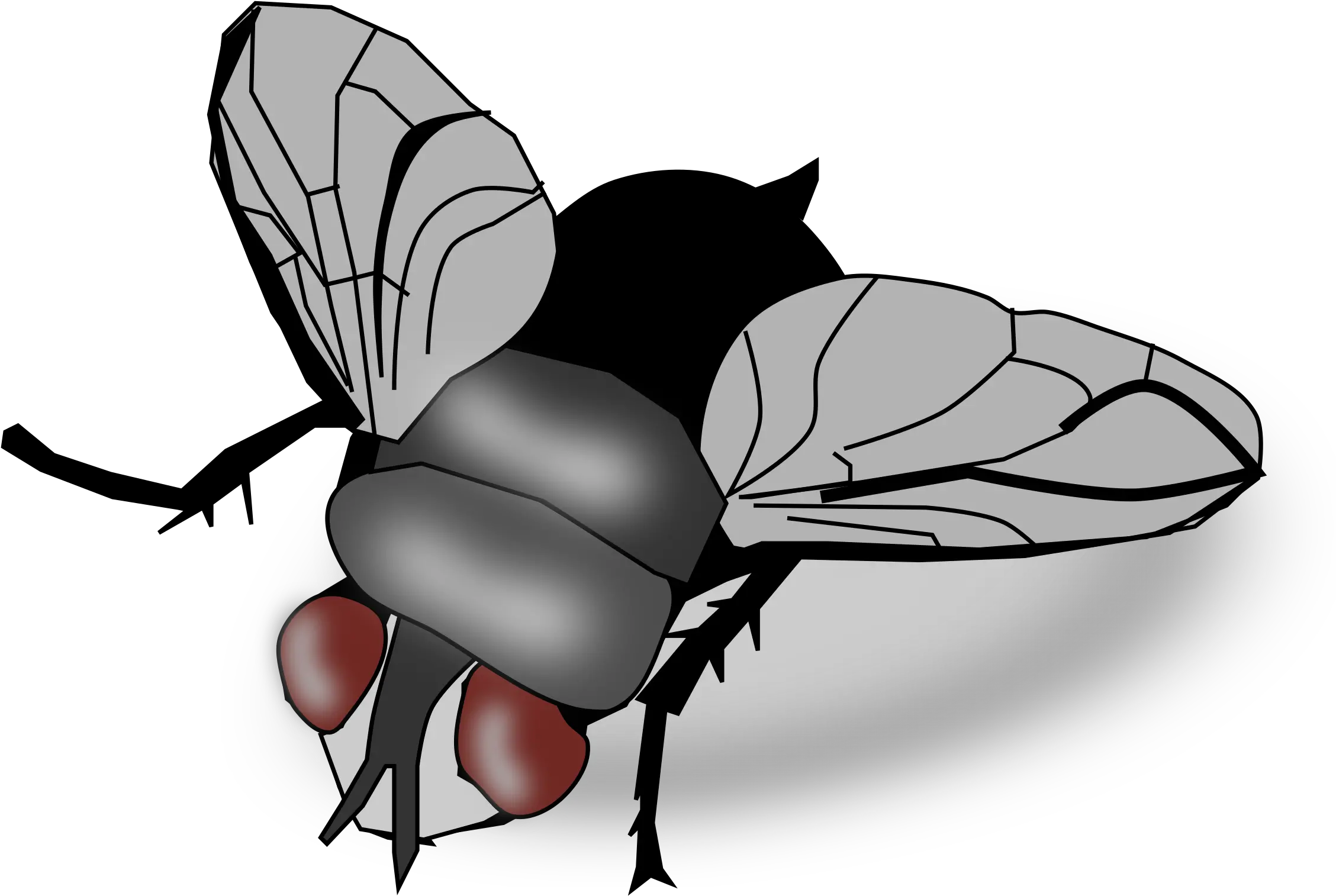 Clip Art Fly Clipart Png Fly Png