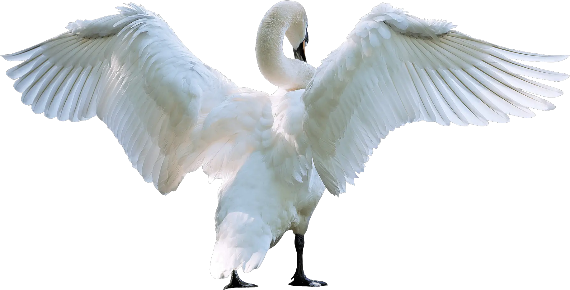 Download Swan Starting Fly Png Image Bird Starting To Fly Fly Png