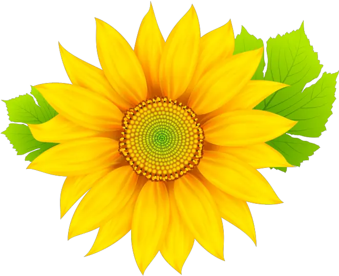 Sun Flower Clipart Png Image Free Sun Flower With A Transparent Background Flowers Clipart Png