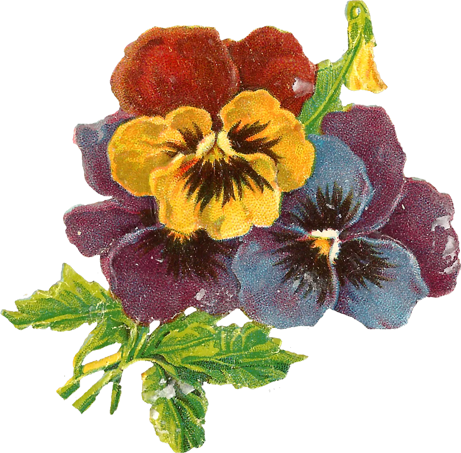 Download Flowers Art Floral Wildflower Pansy Botanical Illustration Png Wildflower Png