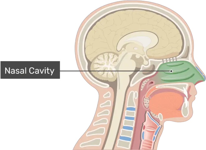 Bones And Cartilages Of The Nasal Cavity Nose And Nasal Cavity Png Nose Transparent