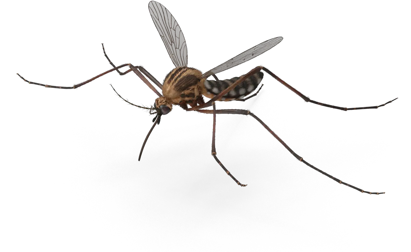 Download Freeuse Library Mosquito Transparent Background Flying Mosquito Png Mosquito Transparent