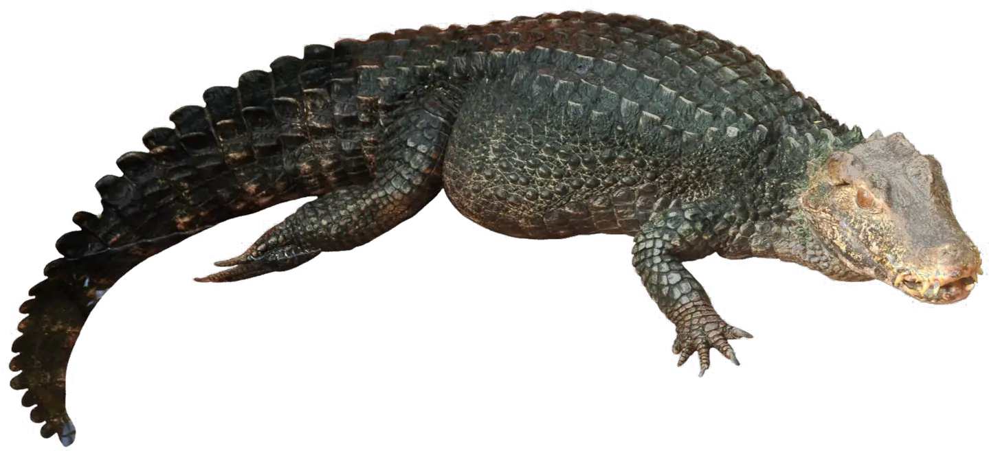 Alligator Transparent Images Png Arts Transparent Alligators Png Lizard Transparent Background