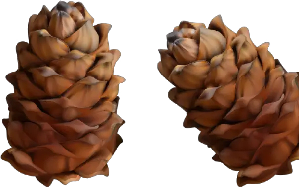 Garland Clipart Pine Cone Pine Cone Garland Png Conifer Cone Pine Cone Png