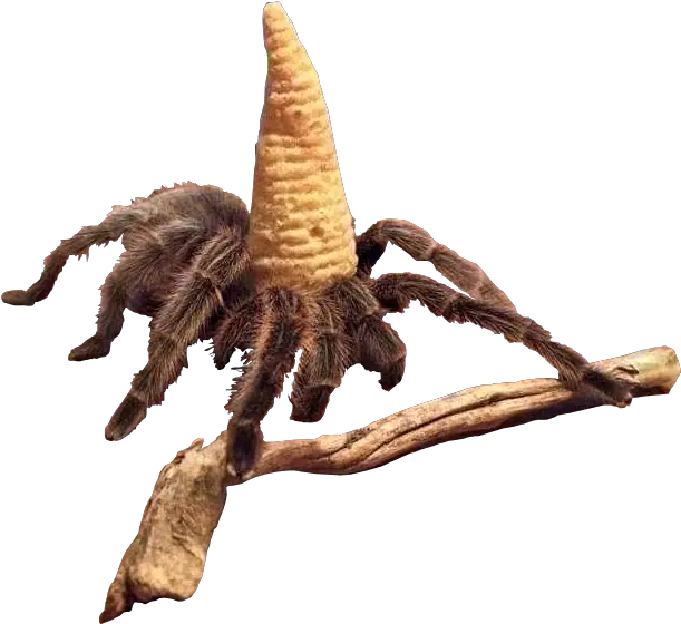 Spider With A Eatable Hat And Staff Like Wizard Cutouts Spider Wizard Png Wizard Staff Png