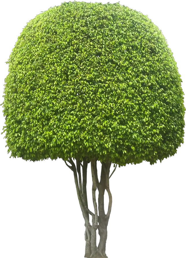 Planting Clipart Shrub Plant Evergreen Trees In South Africa Png Shrub Transparent Background