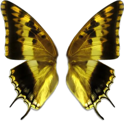 Butterfly Wing Transparent Png Real Butterfly Wings Vector Butterfly Wing Png