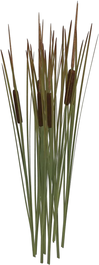 Reeds Png Transparent Transparent Reeds Png Reed Png