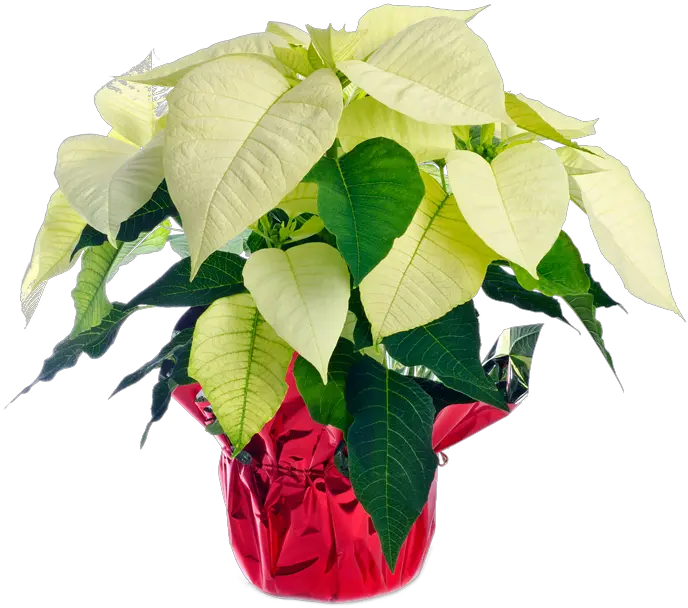 White Poinsettia White Poinsettia Png Free Poinsettia Transparent Background