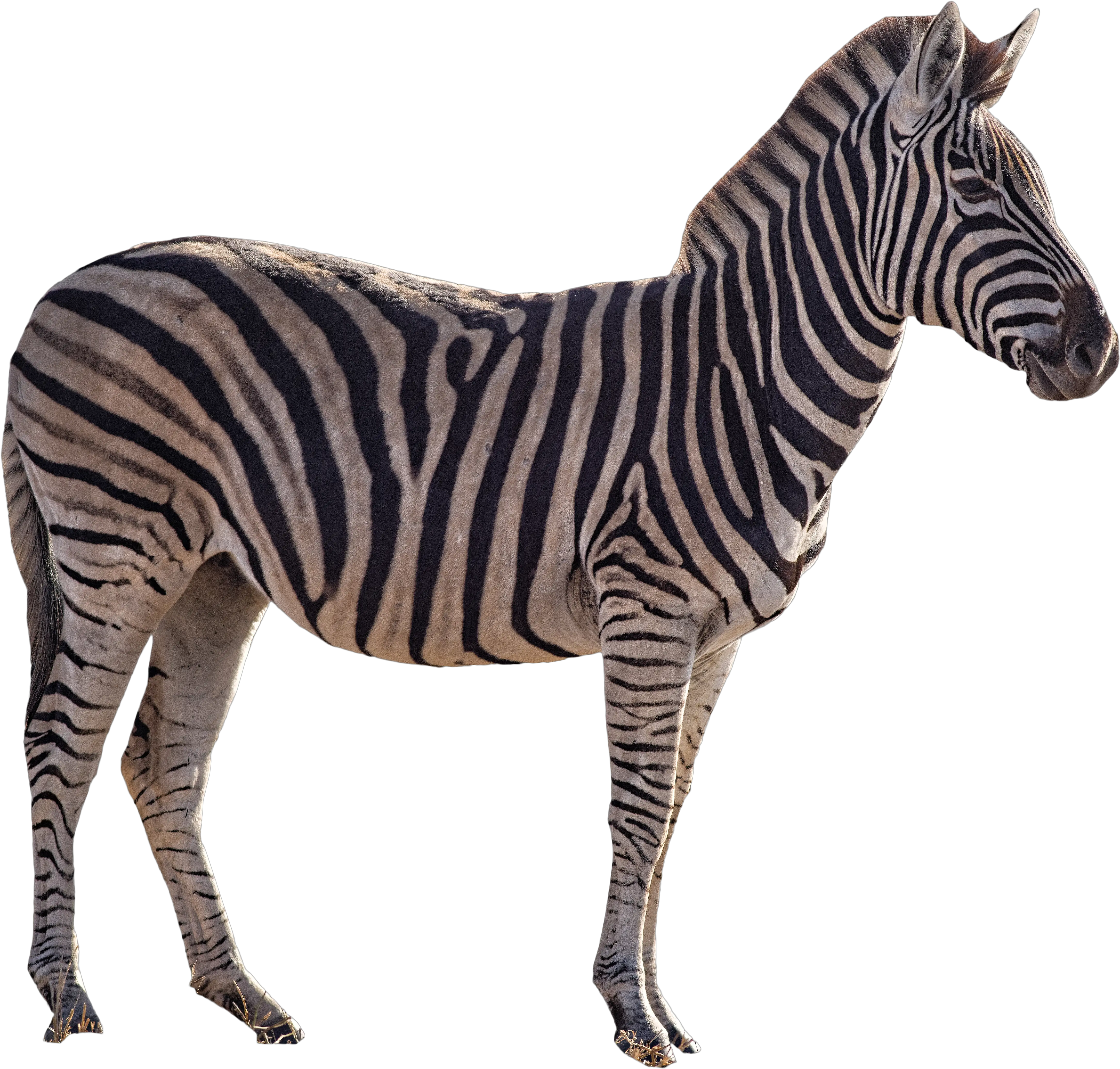 Download Zebra Png Image For Free Logo