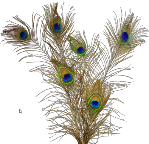 Peacock Feathers Png Crest Background Mor Pankh Png Peacock Feathers Png