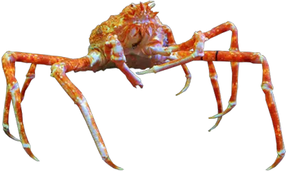 Crab Spider Png 4 Image Insect Spider Png