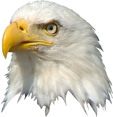 Eagle Head Png 4 Image American Eagle Head Transparent Background Bald Head Png