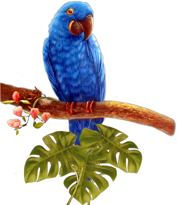 Blue Parrot Transparent Background Png Four Birds Png Parrot Transparent