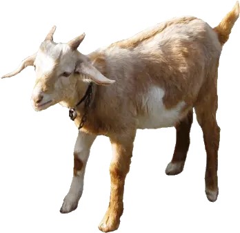 Clip Art Collection Goat No Background Gif Png Goat Transparent Background