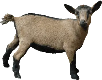 Kids Goat Transparent Png Clipart Goat Picture Without Background Goat Transparent Background