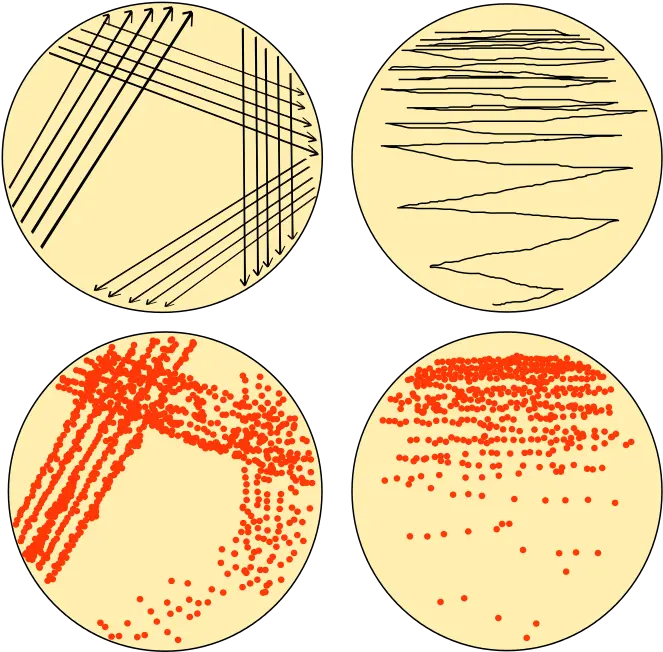 Streaking Agar Plates 4 Quadrant Streak Method Streak Vs Spread Plate Png Streaks Png