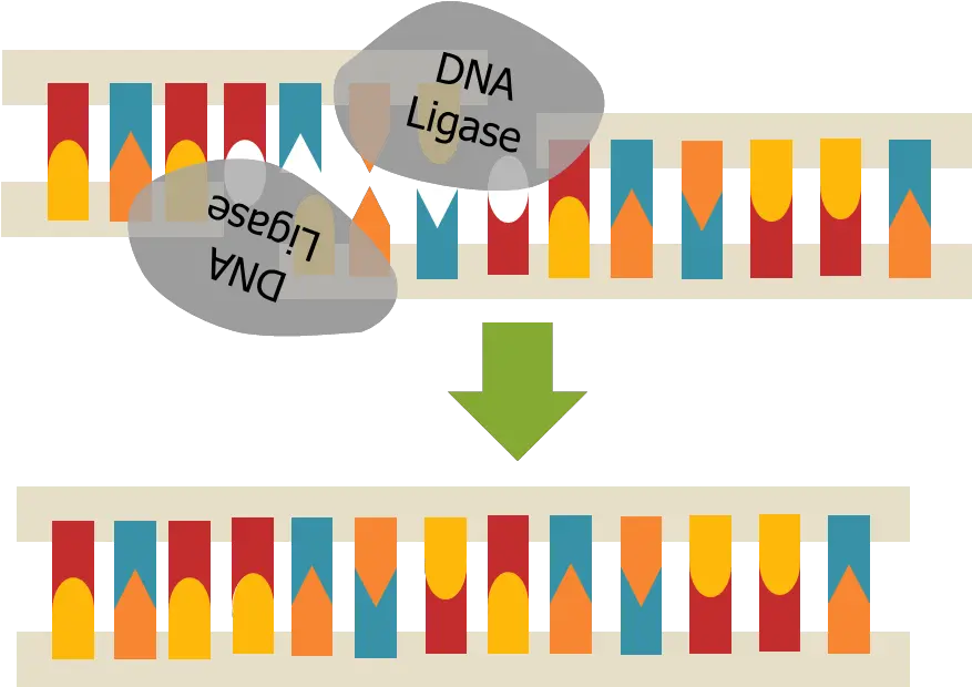 Dna Strand Png Heather Tsai Dna Ligase Ligase Repairing Dna Ligase Dna Strand Png