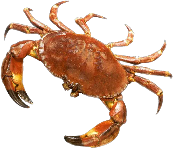 Crab Png Picture Transparent Background Crab Png Crab Transparent Background