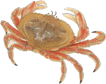 Crab Png Transparent Images Sea Food Images Crab Crab Transparent Background