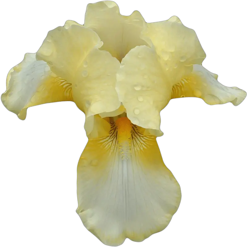 White Yellow Orchid Transparent Png Stickpng Orquidea Amarilla Png Orchid Png