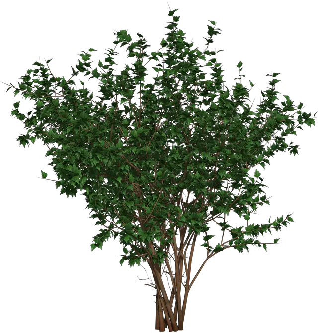 Bush Shrub Nature Free Image On Pixabay Tree Png Shrub Png