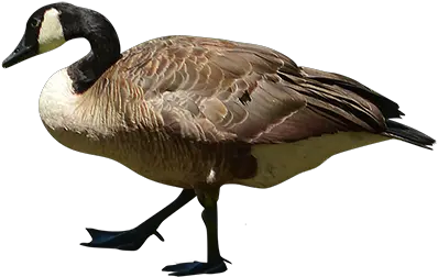 Goose Walking Transparent U0026 Png Clipart Free Download Ywd Goose Render Goose Transparent