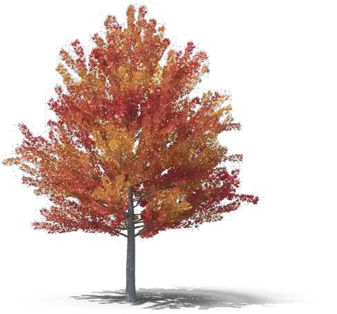 Fall Tree Png Free Download Mart Fall Trees Png Free Tree Png