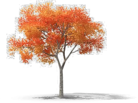 Tree Png High Png Images High Resolution Orange Tree Png