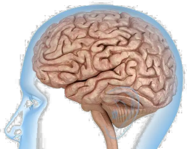 Human Brain Anatomy Body Knee Model Of Human Brain Png Human Brain Png