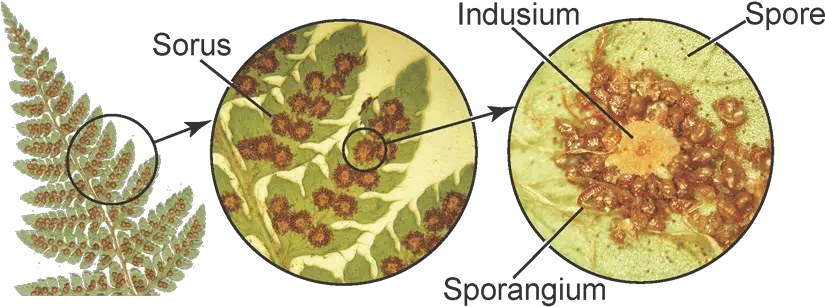 Fern Structure 2 Pinnate Pinnatifid Fern Png Fern Leaf Png