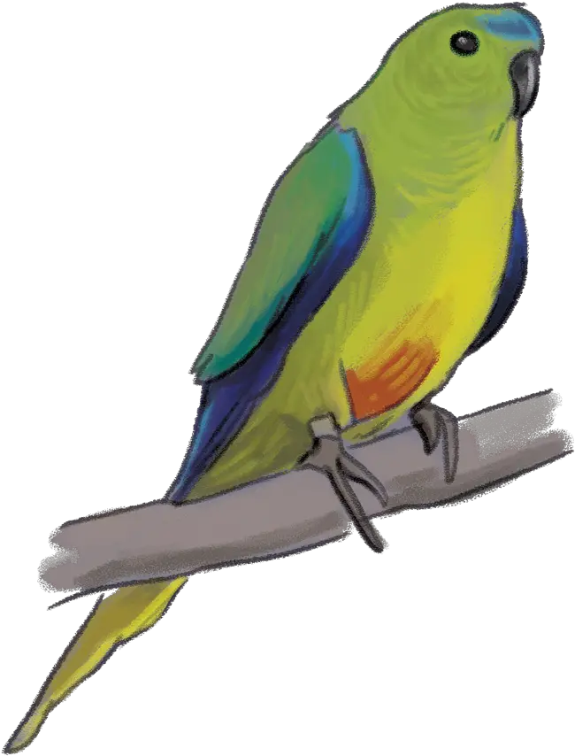 Parrot Clipart Birdu0027s Transparent Free For Orange Bellied Parrot Transparent Png Parrot Transparent