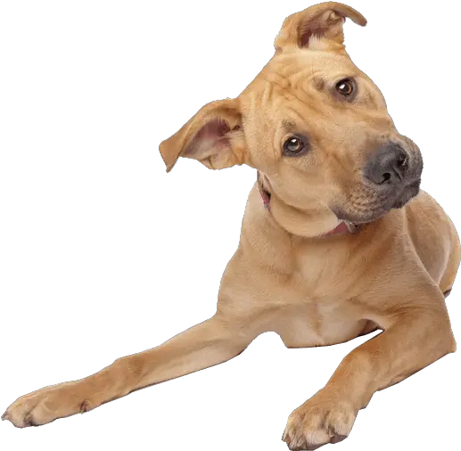 Cute Dog Backgrounds Png Free Dog Images Transparent Background Dog Png Transparent