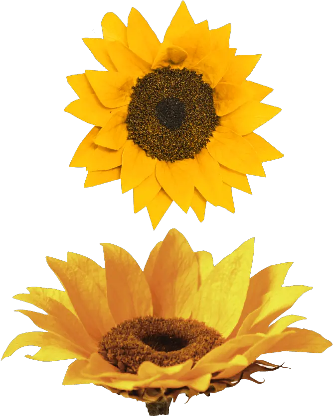 Download Hd Nido Girasol Fresh Png Girasol Png