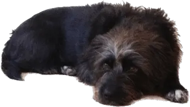 Old Black Dog Lying Down Transparent Png Stickpng Dog Lying Down Transparent Pet Png