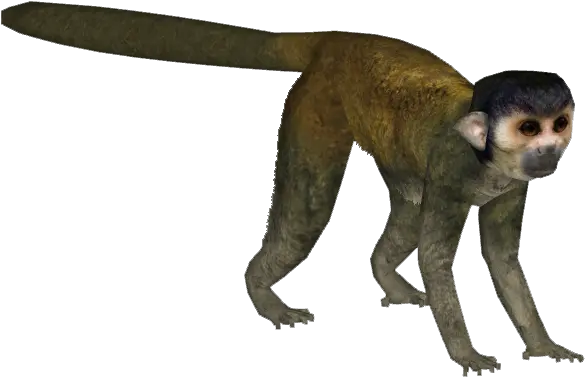 Zt2 Download Library Monkeys Png Image Transparent Spider Monkey Png Monkey Transparent Background