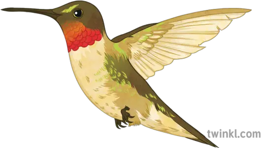 Ruby Throated Hummingbird Illustration Twinkl Hummingbird Png Hummingbird Png