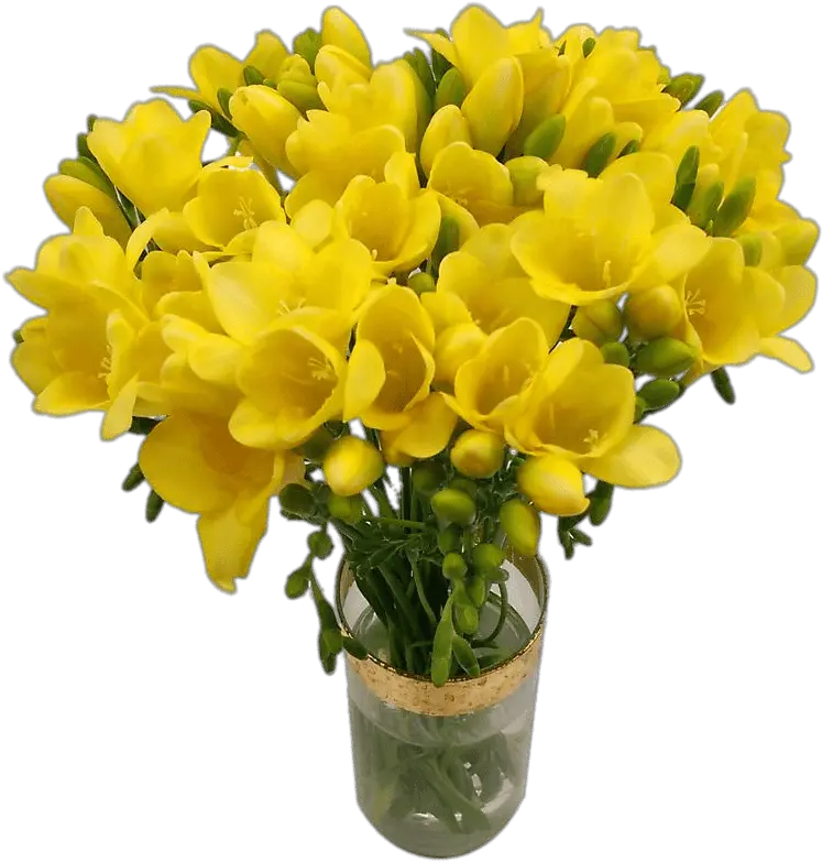 Bouquet Of Yellow Freesias Transparent Png Stickpng Vase Marigold Transparent