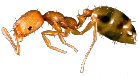 Pharaoh Ant Signs Of Infestion Ants In Your Home Pharaoh Ants Png Ants Png