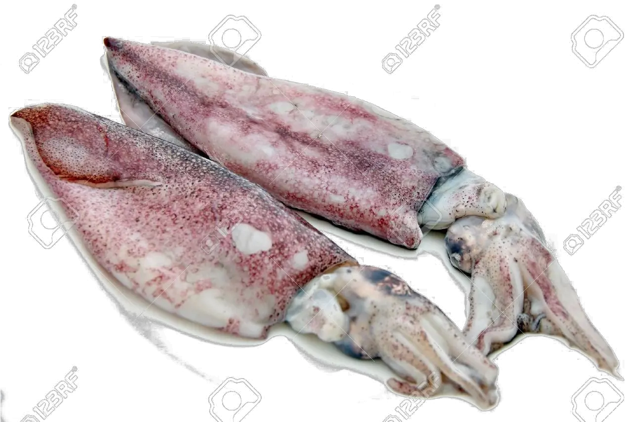 Antarctic Squid Png Free Download Squids Png Squid Png