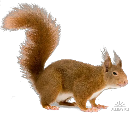 Squirrel Transparent Png File Squirrel Tail Transparent Background Squirrel Transparent Background