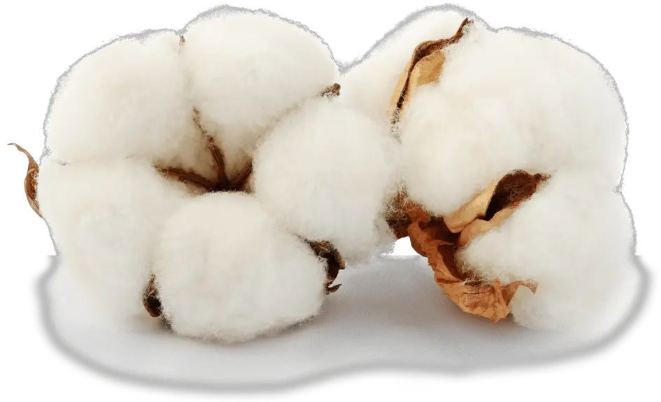 Acsa Png Cotton