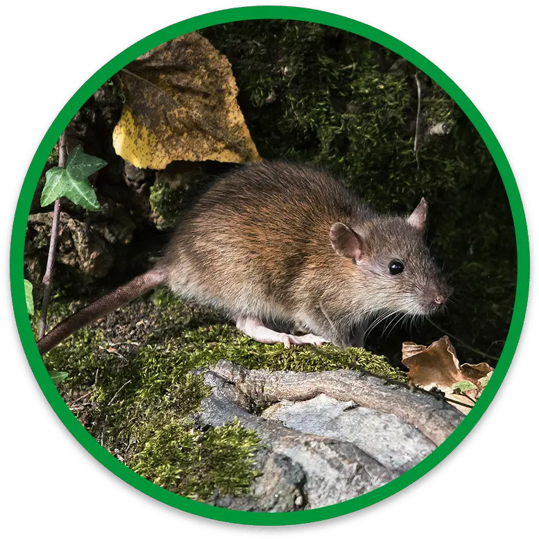 Humane Safe Rat Removal Brown Rat Png Rat Transparent