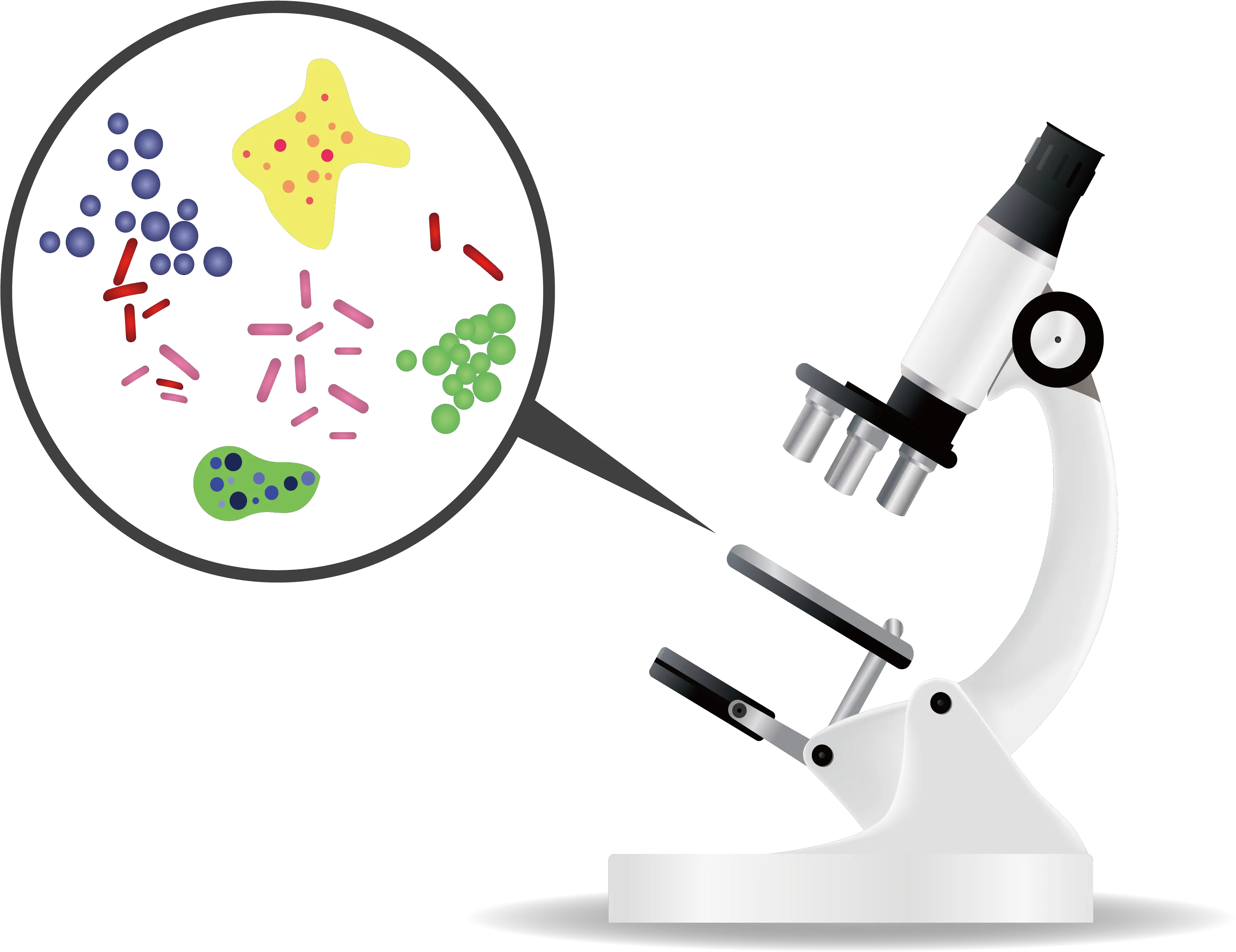 Bacteria Microorganism Microscope Bacteria Png Bacteria Png