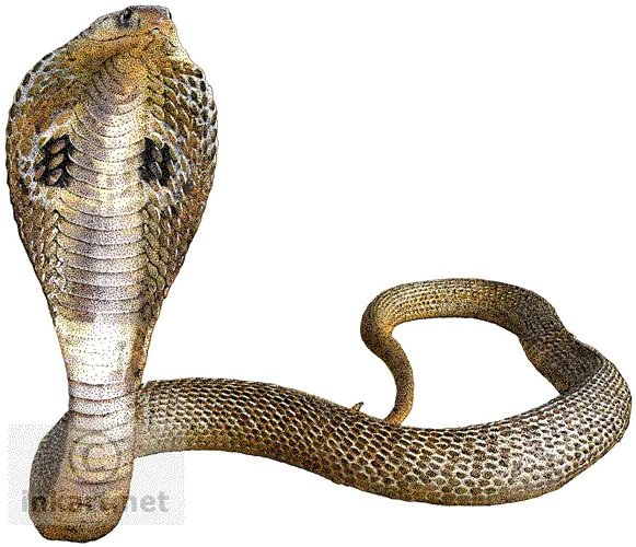 Png Cobra Snake Transparent Background King Cobra Snake Png Snake Transparent Background