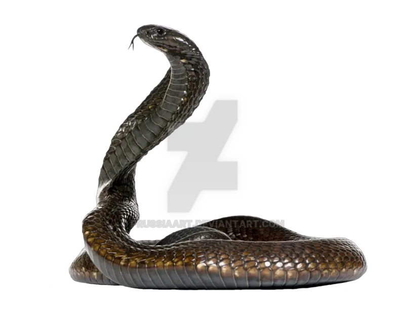 Cobra Snake Snake On Transparent Background Png Snake Transparent Background